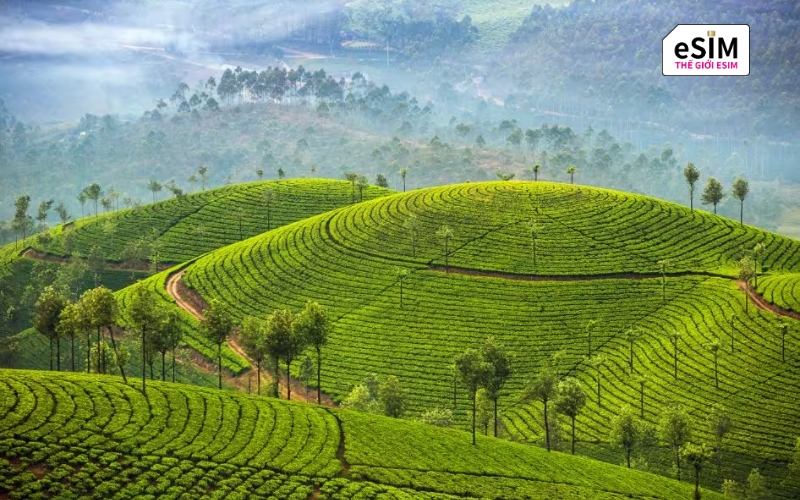 Thị trấn Munnar (Kerala) – Đồi chè xanh mướt trải dài